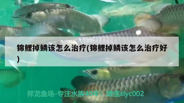 錦鯉掉鱗該怎么治療(錦鯉掉鱗該怎么治療好) 觀賞魚