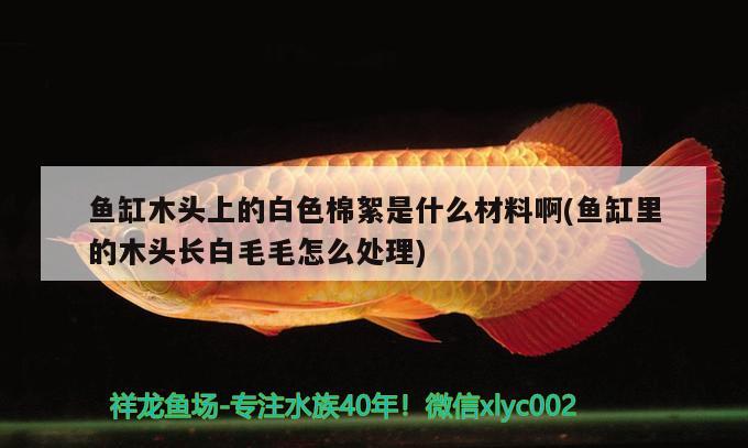 魚缸木頭上的白色棉絮是什么材料啊(魚缸里的木頭長白毛毛怎么處理) 朱巴利魚苗