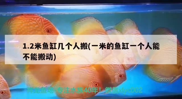 1.2米魚缸幾個(gè)人搬(一米的魚缸一個(gè)人能不能搬動(dòng))