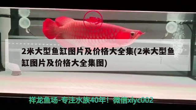 2米大型魚缸圖片及價(jià)格大全集(2米大型魚缸圖片及價(jià)格大全集圖) 女王大帆魚