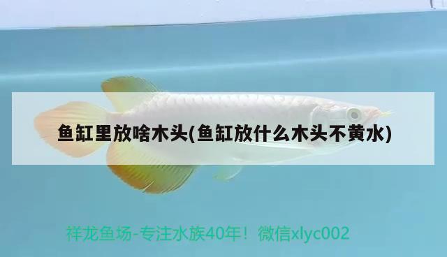 魚缸里放啥木頭(魚缸放什么木頭不黃水) 海象魚