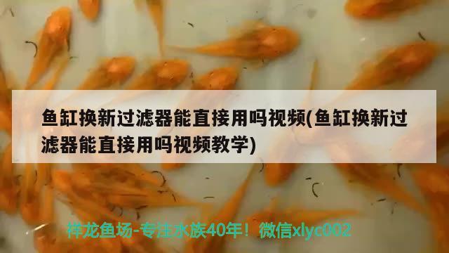 魚缸換新過濾器能直接用嗎視頻(魚缸換新過濾器能直接用嗎視頻教學) 黃寬帶蝴蝶魚