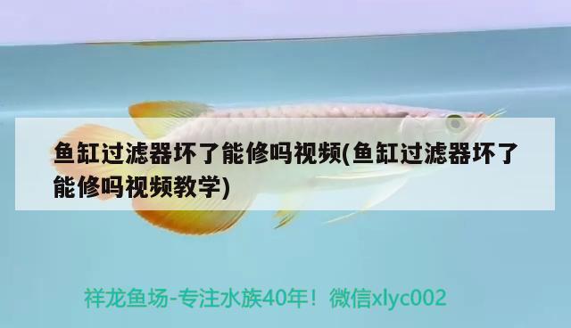 魚缸過濾器壞了能修嗎視頻(魚缸過濾器壞了能修嗎視頻教學(xué))