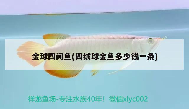 金球四間魚(四絨球金魚多少錢一條) 觀賞魚