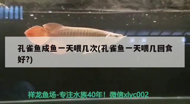 孔雀魚成魚一天喂幾次(孔雀魚一天喂幾回食好?)