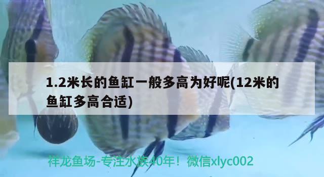 1.2米長的魚缸一般多高為好呢(12米的魚缸多高合適)