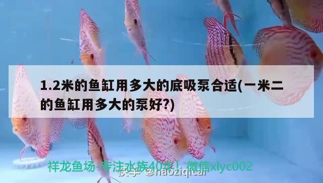 1.2米的魚缸用多大的底吸泵合適(一米二的魚缸用多大的泵好?) 黃金斑馬魚