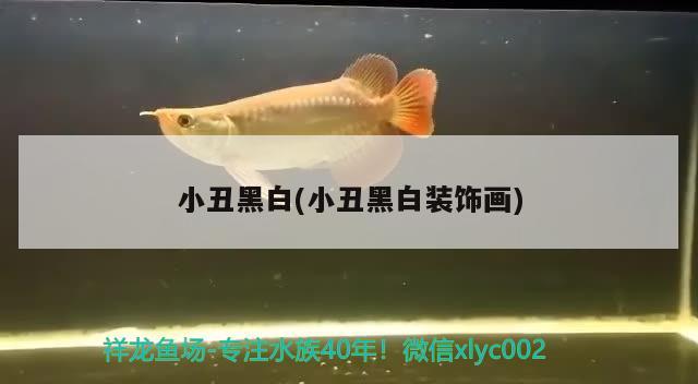 小丑黑白(小丑黑白裝飾畫) 觀賞魚 第2張