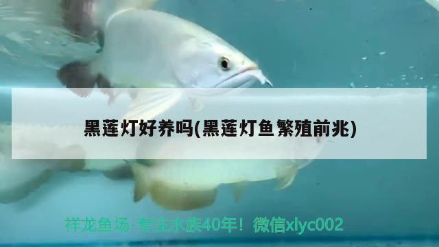 黑蓮燈好養(yǎng)嗎(黑蓮燈魚繁殖前兆) 觀賞魚