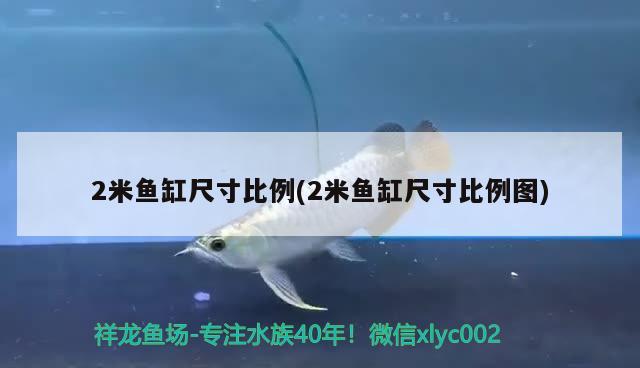 2米魚缸尺寸比例(2米魚缸尺寸比例圖) 粗線銀版魚