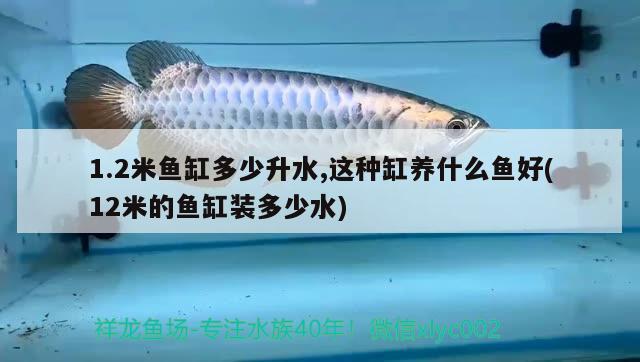 1.2米魚(yú)缸多少升水,這種缸養(yǎng)什么魚(yú)好(12米的魚(yú)缸裝多少水) 熱帶魚(yú)魚(yú)苗批發(fā)