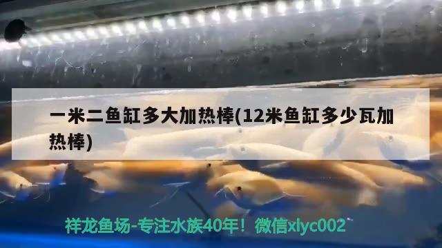 一米二魚缸多大加熱棒(12米魚缸多少瓦加熱棒) 埃及神仙魚