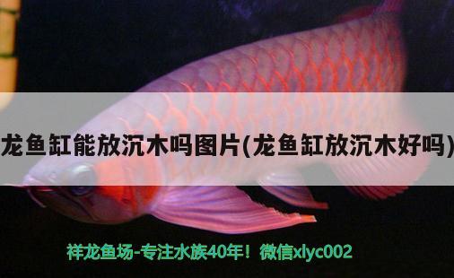 龍魚缸能放沉木嗎圖片(龍魚缸放沉木好嗎)