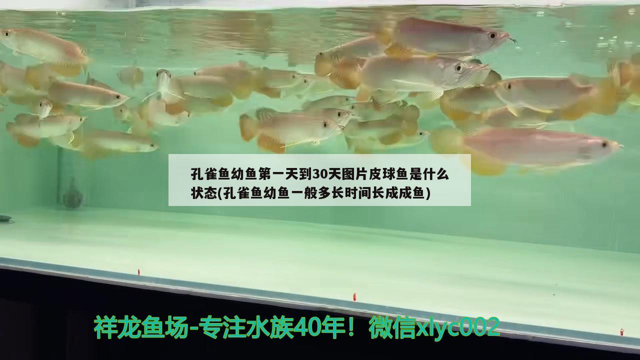 孔雀魚幼魚第一天到30天圖片皮球魚是什么狀態(tài)(孔雀魚幼魚一般多長時間長成成魚)