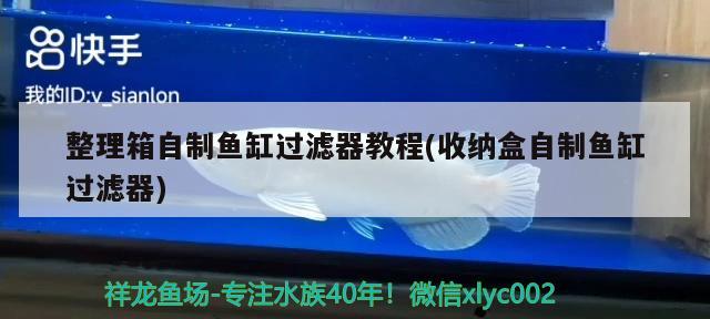 整理箱自制魚缸過濾器教程(收納盒自制魚缸過濾器) 黃金鴨嘴魚