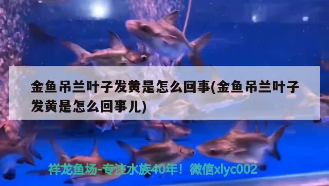 金魚吊蘭葉子發(fā)黃是怎么回事(金魚吊蘭葉子發(fā)黃是怎么回事兒)