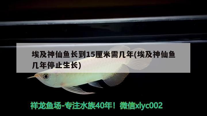 埃及神仙魚長到15厘米需幾年(埃及神仙魚幾年停止生長)