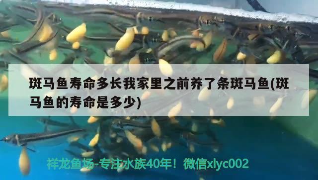 斑馬魚壽命多長我家里之前養(yǎng)了條斑馬魚(斑馬魚的壽命是多少) 觀賞魚