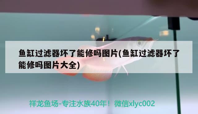 魚缸過濾器壞了能修嗎圖片(魚缸過濾器壞了能修嗎圖片大全) 沖氧泵