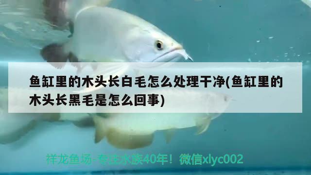 魚缸里的木頭長(zhǎng)白毛怎么處理干凈(魚缸里的木頭長(zhǎng)黑毛是怎么回事) 細(xì)線銀版魚