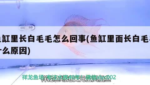 魚(yú)缸里長(zhǎng)白毛毛怎么回事(魚(yú)缸里面長(zhǎng)白毛毛什么原因)