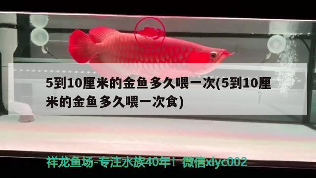 5到10厘米的金魚(yú)多久喂一次(5到10厘米的金魚(yú)多久喂一次食) 觀賞魚(yú)