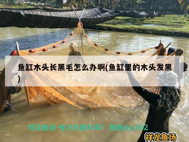 魚缸木頭長黑毛怎么辦啊(魚缸里的木頭發(fā)黑)