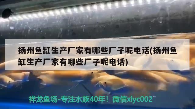 揚州魚缸生產廠家有哪些廠子呢電話(揚州魚缸生產廠家有哪些廠子呢電話) 鐵甲武士