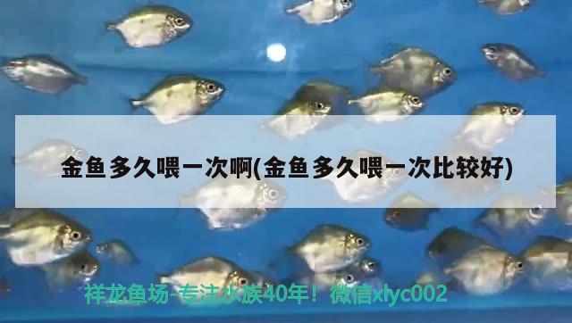 金魚多久喂一次啊(金魚多久喂一次比較好)