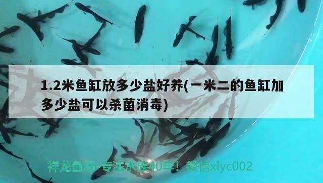 1.2米魚缸放多少鹽好養(yǎng)(一米二的魚缸加多少鹽可以殺菌消毒) 銀古魚苗