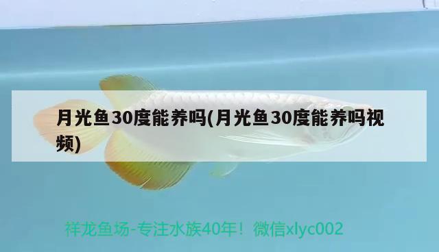 月光魚30度能養(yǎng)嗎(月光魚30度能養(yǎng)嗎視頻)