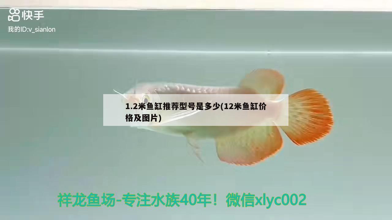 1.2米魚缸推薦型號(hào)是多少(12米魚缸價(jià)格及圖片) 魟魚百科