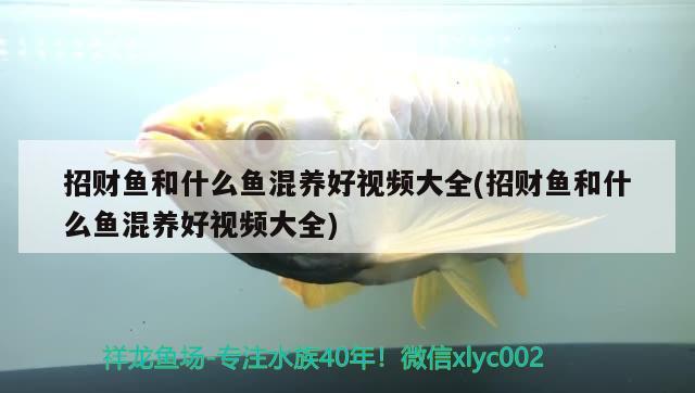 招財魚和什么魚混養(yǎng)好視頻大全(招財魚和什么魚混養(yǎng)好視頻大全)