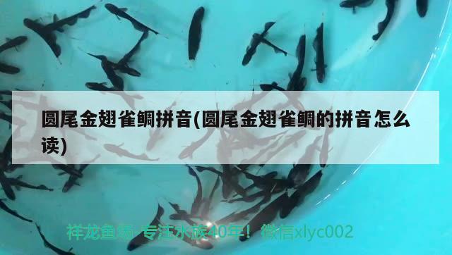 圓尾金翅雀鯛拼音(圓尾金翅雀鯛的拼音怎么讀) 觀賞魚