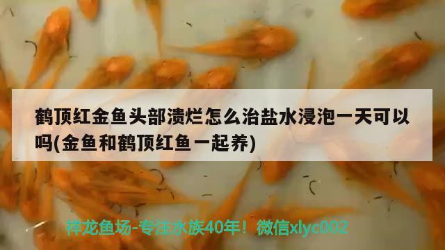 鶴頂紅金魚頭部潰爛怎么治鹽水浸泡一天可以嗎(金魚和鶴頂紅魚一起養(yǎng)) 觀賞魚