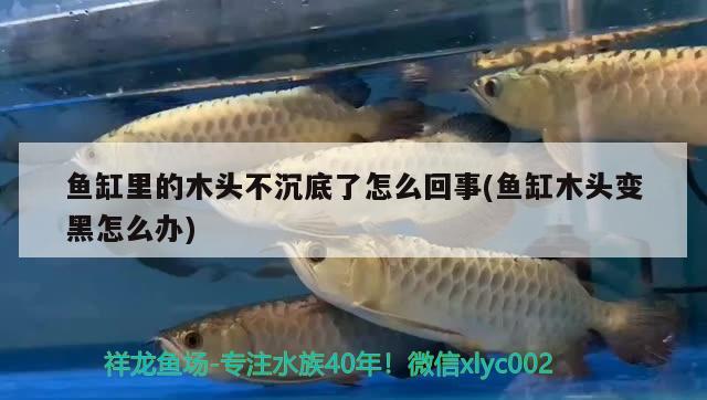 魚(yú)缸里的木頭不沉底了怎么回事(魚(yú)缸木頭變黑怎么辦) 羽毛刀魚(yú)苗