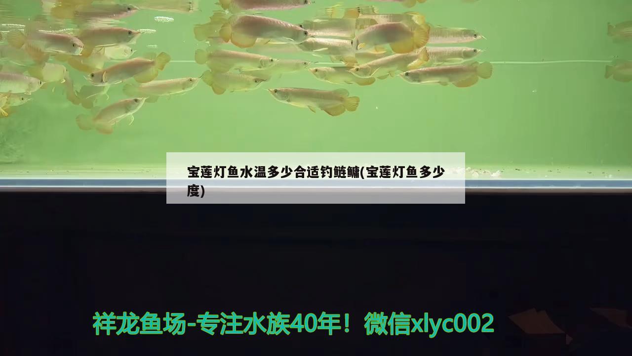 寶蓮燈魚水溫多少合適釣鰱鳙(寶蓮燈魚多少度)