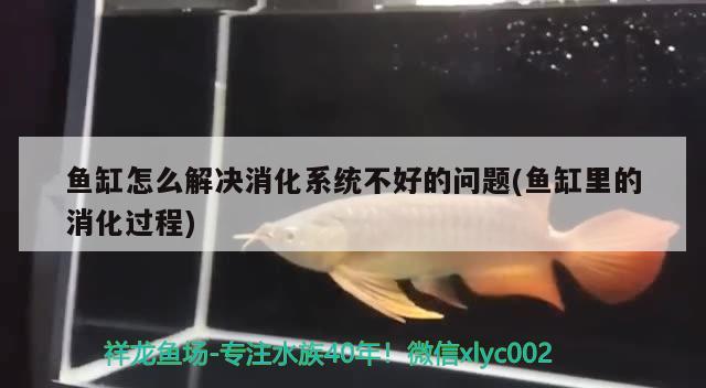 魚缸怎么解決消化系統(tǒng)不好的問(wèn)題(魚缸里的消化過(guò)程)