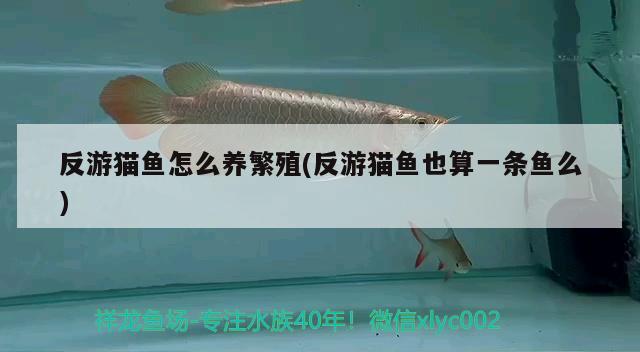 反游貓魚怎么養(yǎng)繁殖(反游貓魚也算一條魚么) 觀賞魚