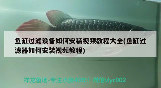 魚缸過濾設(shè)備如何安裝視頻教程大全(魚缸過濾器如何安裝視頻教程)