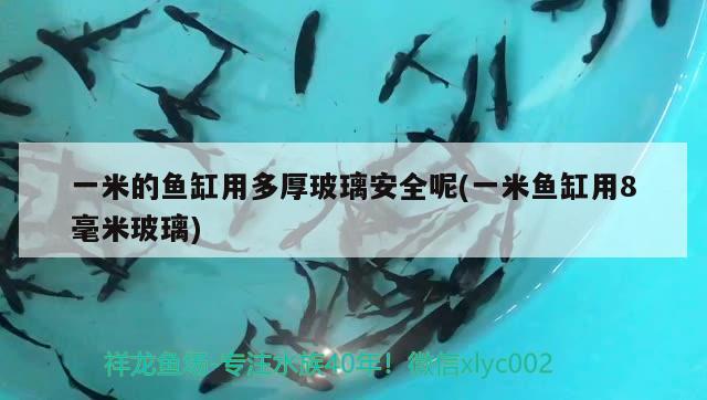 一米的魚(yú)缸用多厚玻璃安全呢(一米魚(yú)缸用8毫米玻璃)