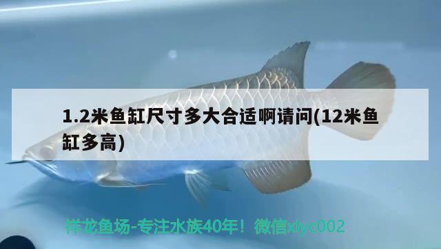 1.2米魚(yú)缸尺寸多大合適啊請(qǐng)問(wèn)(12米魚(yú)缸多高) 黃吉金龍（白子金龍魚(yú)）