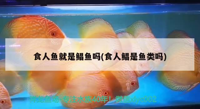 食人魚就是鯧魚嗎(食人鯧是魚類嗎) 食人魚（水虎）