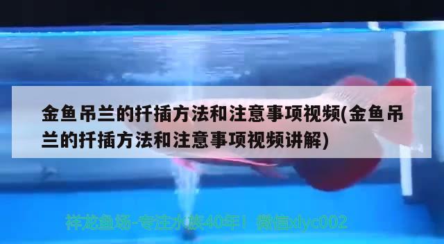 金魚吊蘭的扦插方法和注意事項視頻(金魚吊蘭的扦插方法和注意事項視頻講解) 觀賞魚