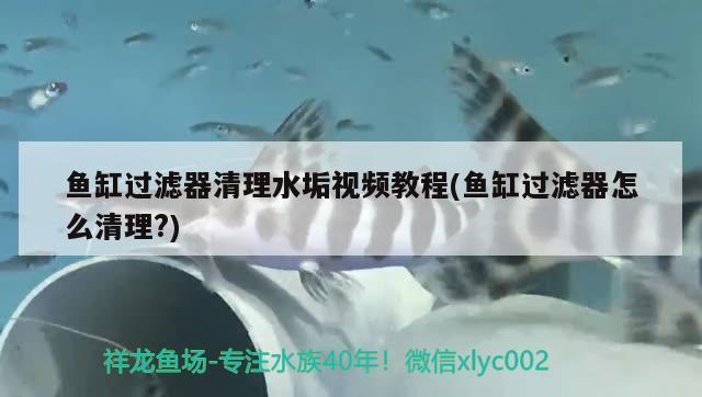 魚缸過濾器清理水垢視頻教程(魚缸過濾器怎么清理?)