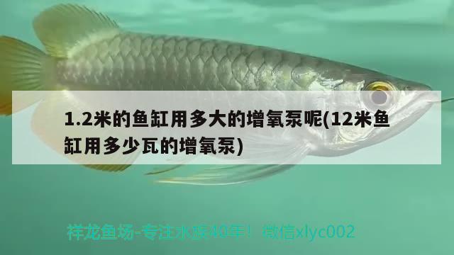 1.2米的魚(yú)缸用多大的增氧泵呢(12米魚(yú)缸用多少瓦的增氧泵) 三間鼠魚(yú)