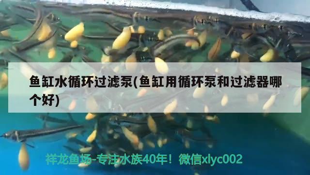 魚(yú)缸水循環(huán)過(guò)濾泵(魚(yú)缸用循環(huán)泵和過(guò)濾器哪個(gè)好) 大湖紅龍魚(yú)