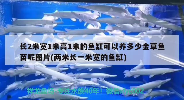 長2米寬1米高1米的魚缸可以養(yǎng)多少金草魚苗呢圖片(兩米長一米寬的魚缸) 國產元寶鳳凰魚 第1張