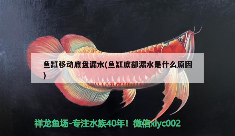 魚缸移動(dòng)底盤漏水(魚缸底部漏水是什么原因) 泰國虎魚