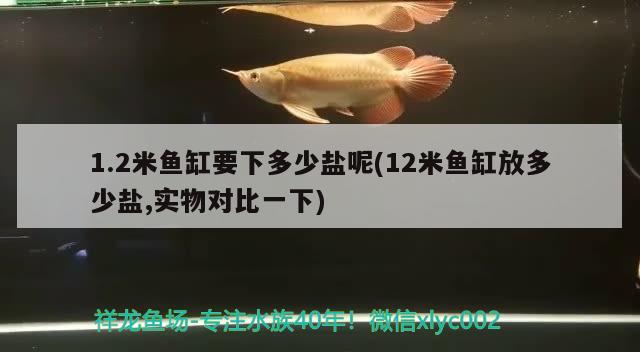 1.2米魚(yú)缸要下多少鹽呢(12米魚(yú)缸放多少鹽,實(shí)物對(duì)比一下) 祥龍魚(yú)場(chǎng)品牌產(chǎn)品